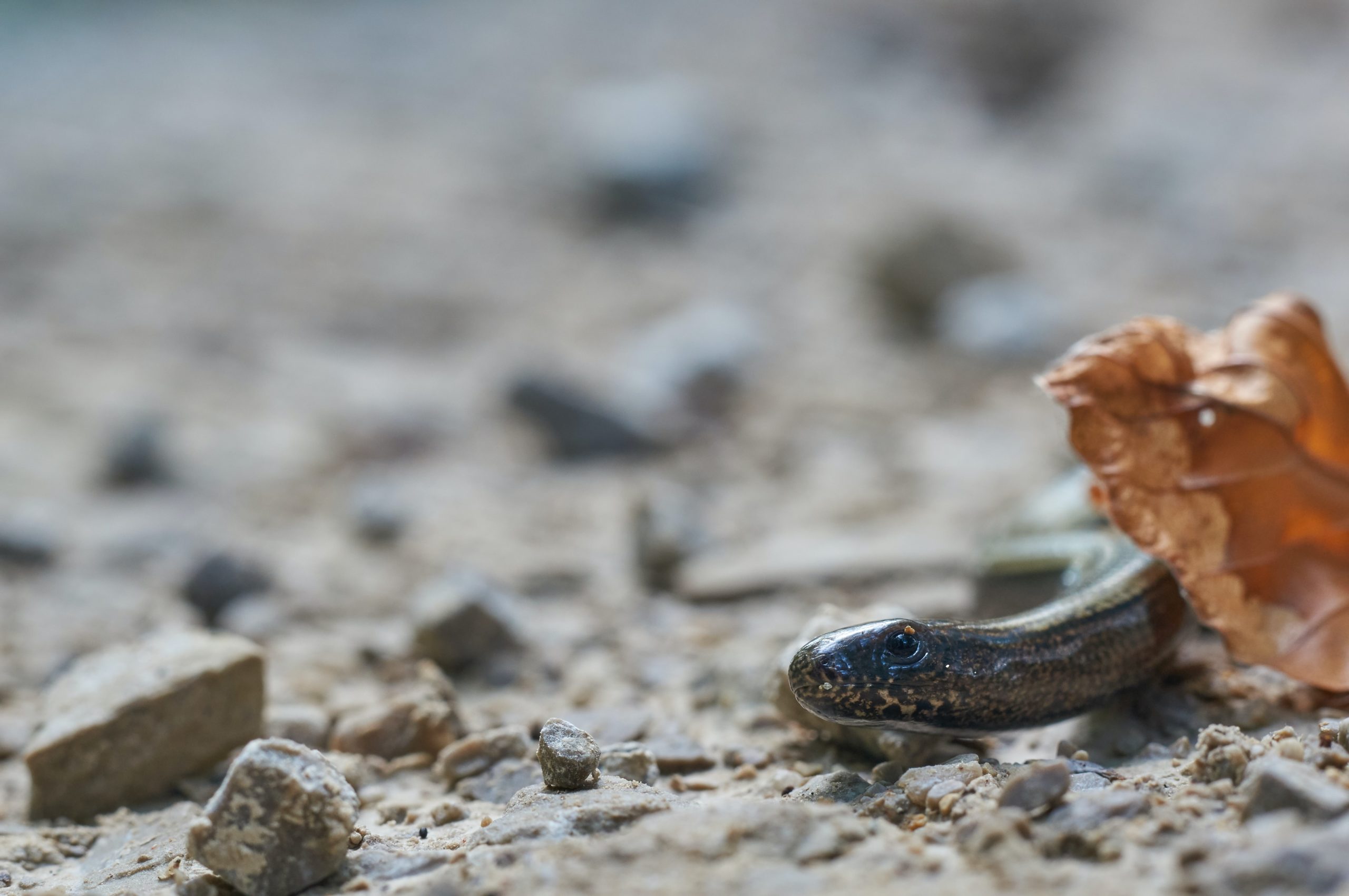 闇討ち」は英語で？｜メイクイット英語塾