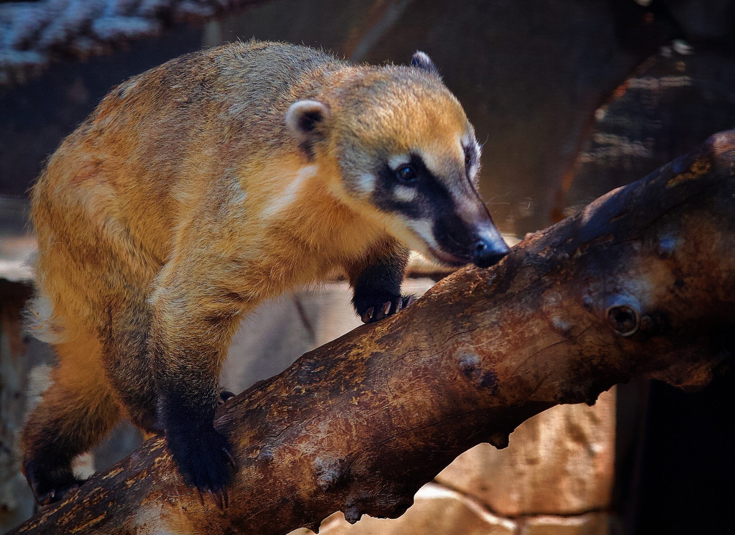 鼻が利く は英語で メイクイット英語塾